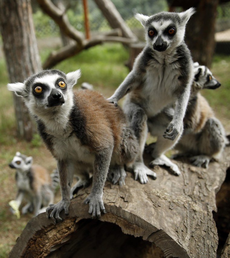 Image: Ring-tailed lemurs are pictured inside their enclosure at the zoo in Tbilisi