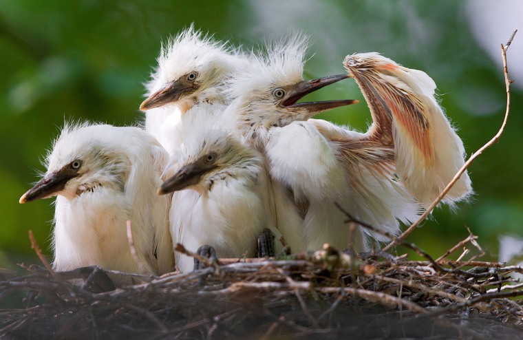 Image: Cattle egret nestlings at Schwerin zoo