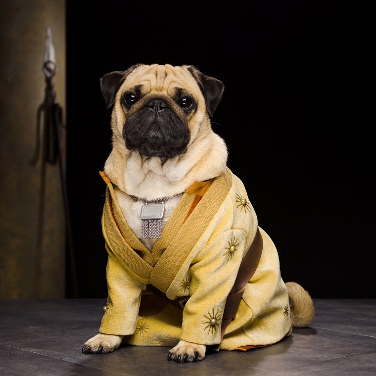 GAME OF THRONES PUGS: COUPLE RECREATE HIT HBO SERIES WITH THEIR THREE DOGS