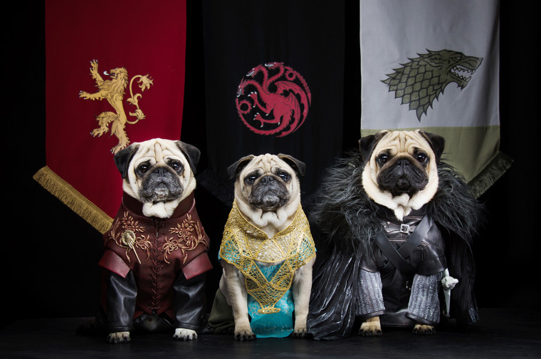 GAME OF THRONES PUGS: COUPLE RECREATE HIT HBO SERIES WITH THEIR THREE DOGS
