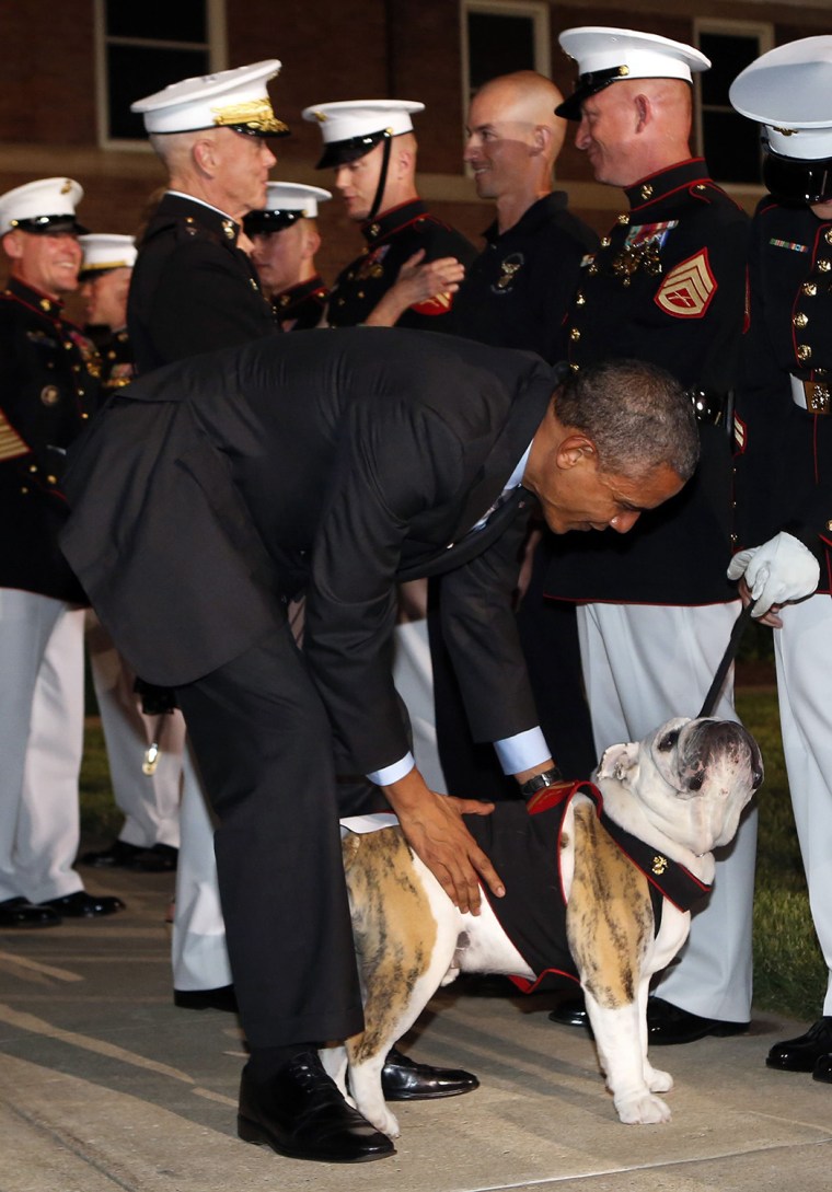 Image: U.S. President Barack Obama pets Sgt. Chesty XIV at the Marine Barracks Evening Parade in Washington