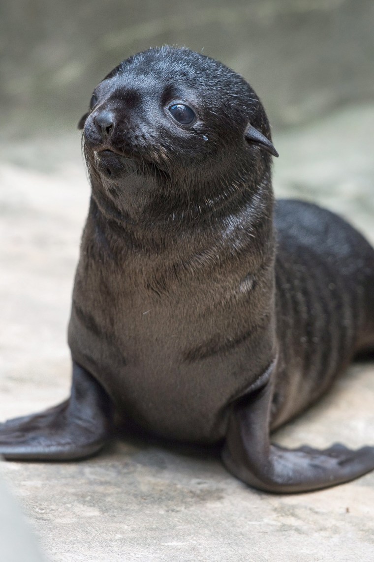 Image: Young brown fur seal pup in Wroclaw's Zoo