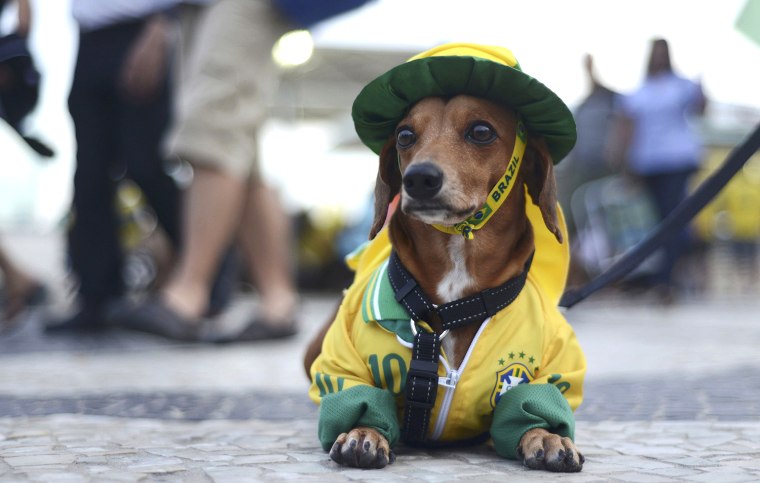 Image: A dog dressed in the colours of Brazil sits at Copacabana beach during a broadcast of the World Cup soccer match between Brazil and Cameroon in Brasilia, in Rio de Janeiro