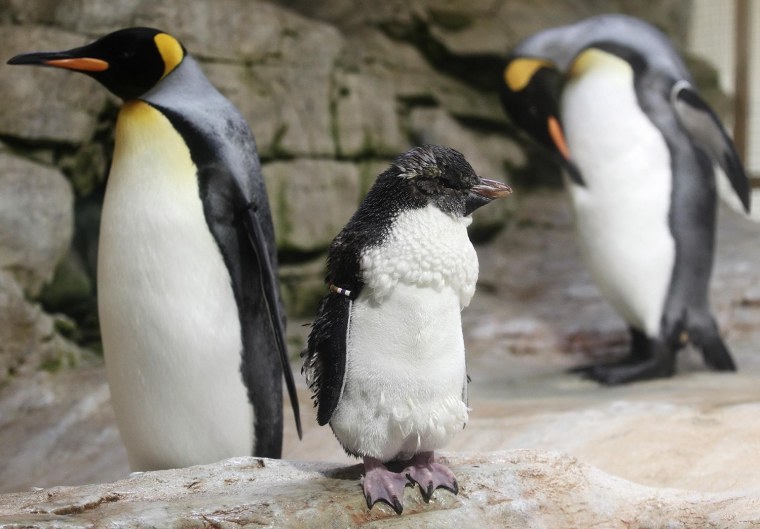 Image: A king penguin, aged 11 months, is about to develop its adult plumage at Schoenbrunn Zoo in Vienna