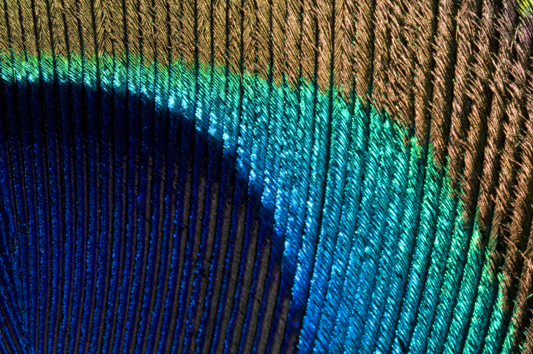 Peacock feather abstract