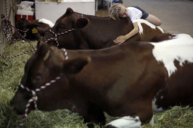 Image: Emma Leis lays on her competition cows at the Wisconsin State Fair in West Allis,