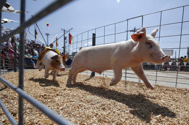Image: Pigs race at the Wisconsin State Fair in West Allis