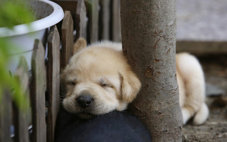 Image: A 29-day-old Labrador puppy sleeps against a tree at a courtyard in Beijing