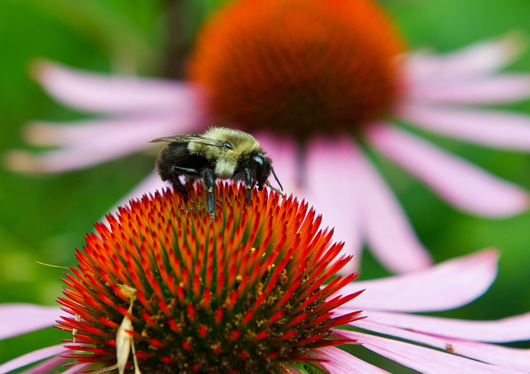 Image: US-ANIMAL-BEE
