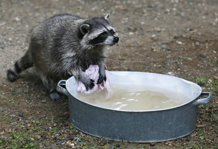 Image: Masha, female raccoon, holds a piece of cloth in a pan with water, placed by zoo employees, inside an enclosure at the Royev Ruchey zoo in Russia's Siberian city of Krasnoyarsk