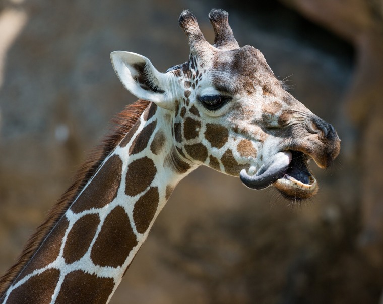 Image: Animals At The Philadelphia Zoo - August 7, 2014