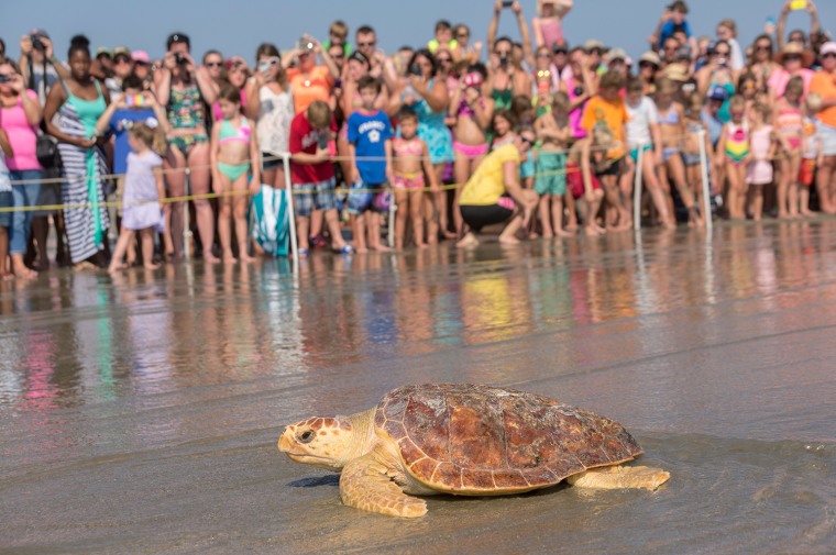 Image: Loggerhead Turtles Released On Isle Of Palms, SC