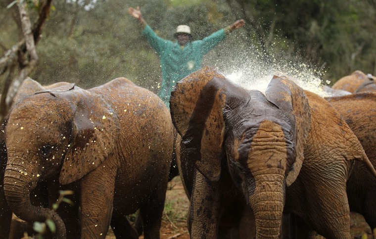 Image: A keeper sprinkles coconut oil on orphaned elephants at the David Sheldrick Elephant Orphanage within the Nairobi National Park, near Kenya's capital Nairobi