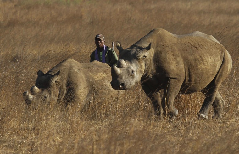 Image: A ranger walks behind a pair of black rhinoceros at the Imire Rhino and Wildlife Conservation Park near Marondera