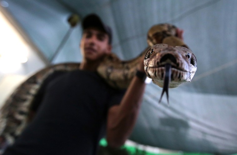 Image: PALESTINIAN-FEATURE-ANIMALS-SNAKE