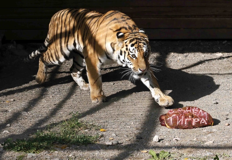 Image: Bartek, a 2-year-old Amur tiger, approaches a slab of meat inside his open-air cage at the Royev Ruchey zoo in the suburbs of Krasnoyarsk