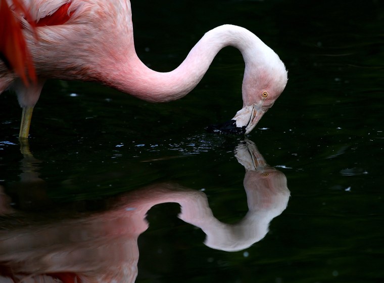 Image: Chilean Pink Flamingo Chicks Make Debut At San Francisco Zoo