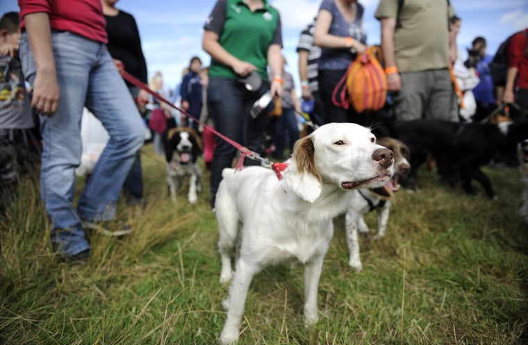 Image: Guinness World Record Attempt For The Largest Dog Obedience Training Lesson