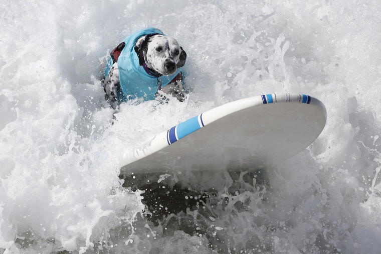 Image: A dog surfs at the 6th Annual Surf City surf dog contest in Huntington Beach