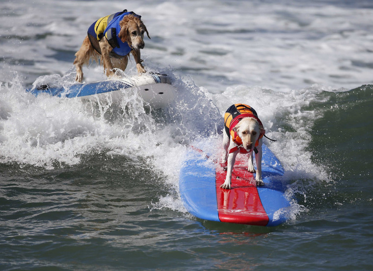 Image: Dogs compete at the 6th Annual Surf City surf dog contest in Huntington Beach