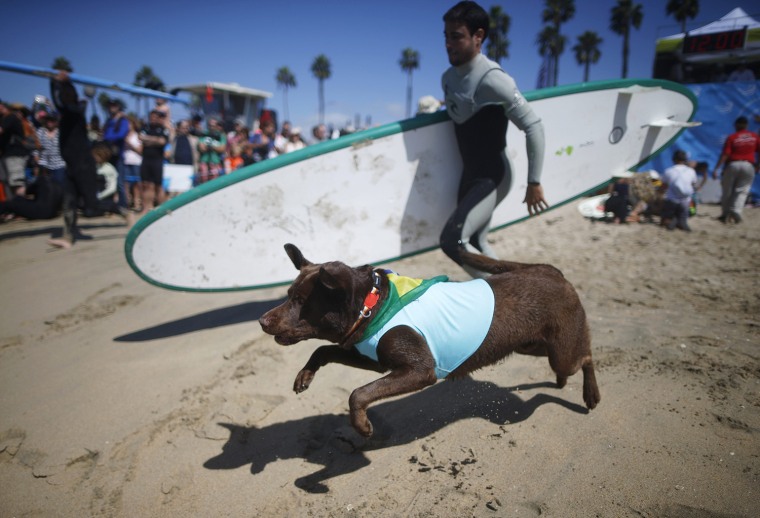 Image: A dog runs down the beach to compete in the 6th Annual Surf City surf dog contest in Huntington Beach