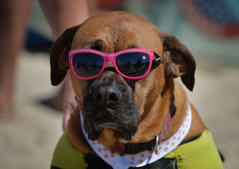 Image: US-ANIMAL-SURF-DOG