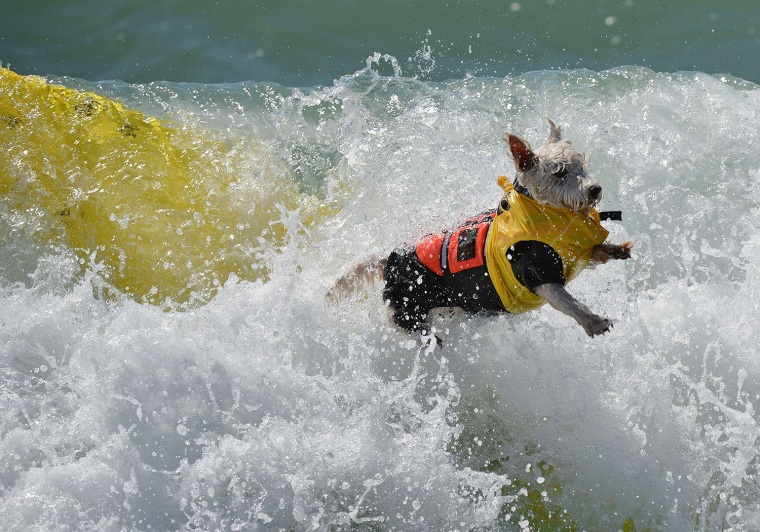 Image: US-ANIMAL-SURF-DOG