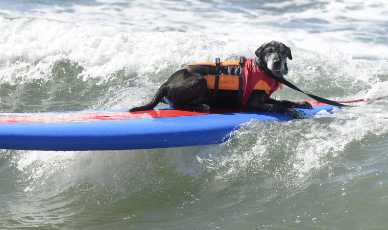 Image: Surf City Dog Surfing competition