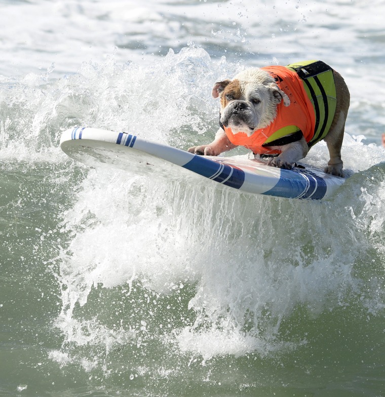 Image: Surf City Dog Surfing competition