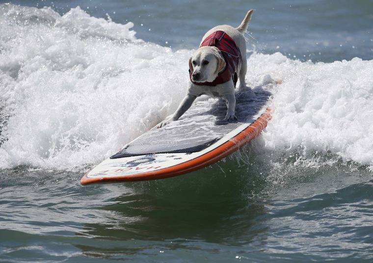 Image: A dog surfs at the 6th Annual Surf City surf dog contest in Huntington Beach