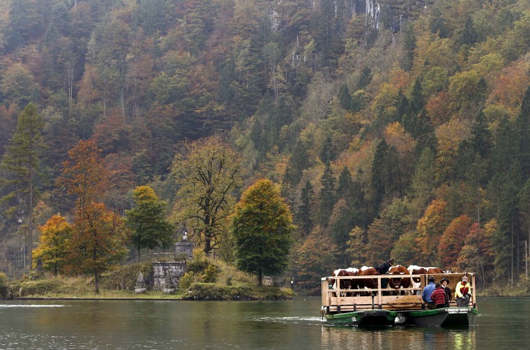 Image: Bavarian farmers transport their cows on boat over Lake Koenigssee