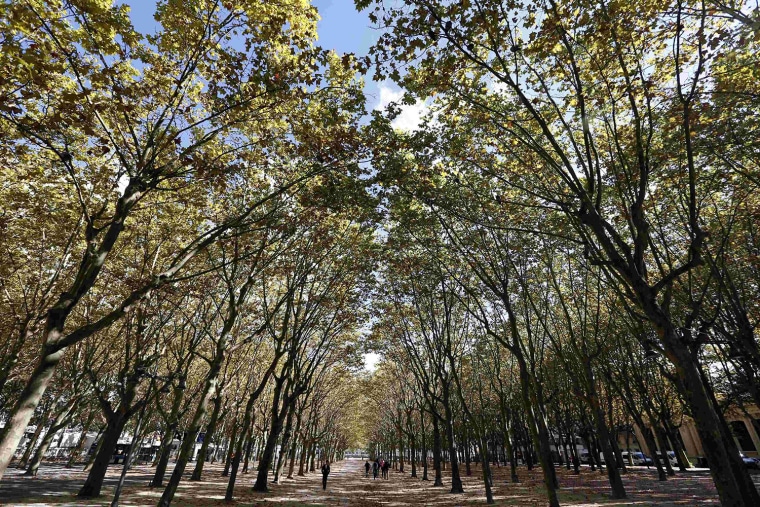 Image: People take a stroll on a sunny autumn day down a tree-lined path in Bordeaux