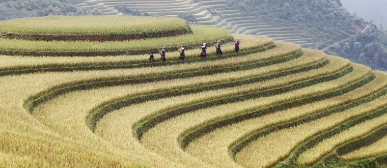 Image: H'Mong farmers walk on a terraced rice paddy field while returning home during the harvest season in Mu Cang Chai