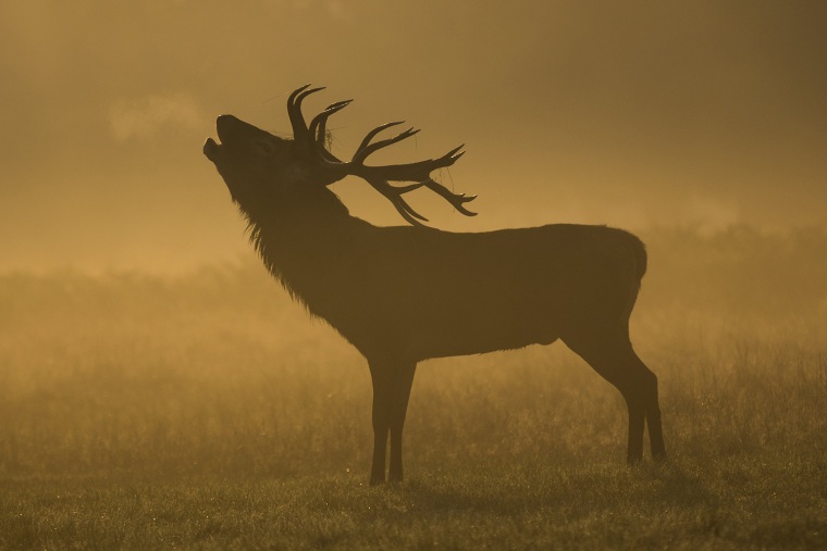 Image: First Day Of Autumn In Richmond Park