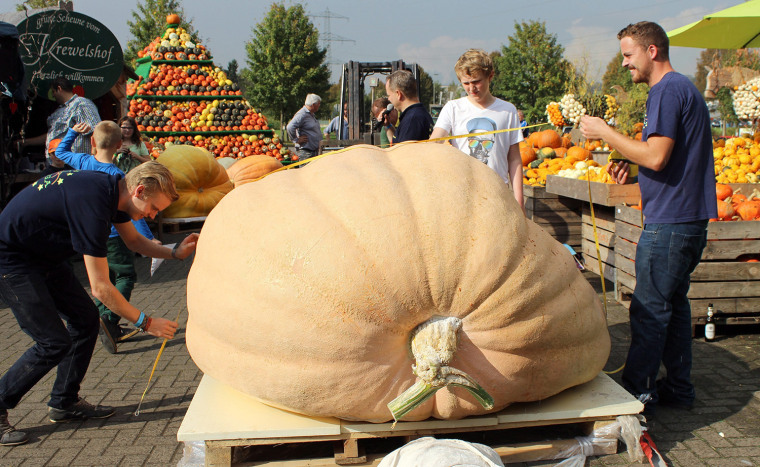 Image: Pumpkin weighing championship in North Rhine-Westphalia