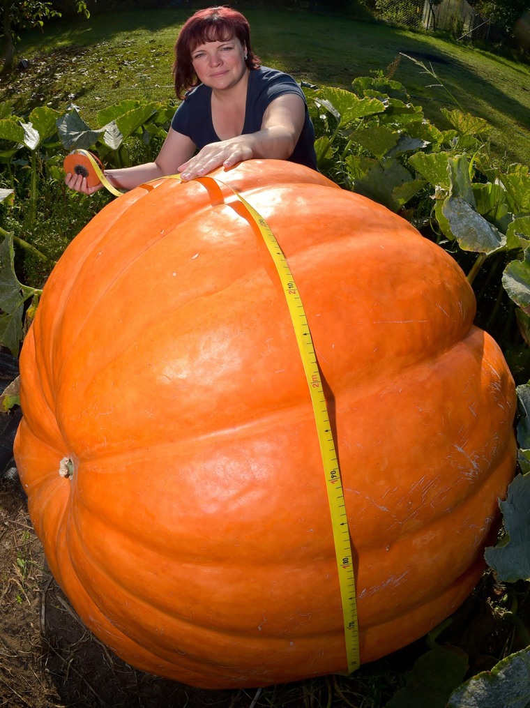 Image: Hobby gardener grows giant pumpkin