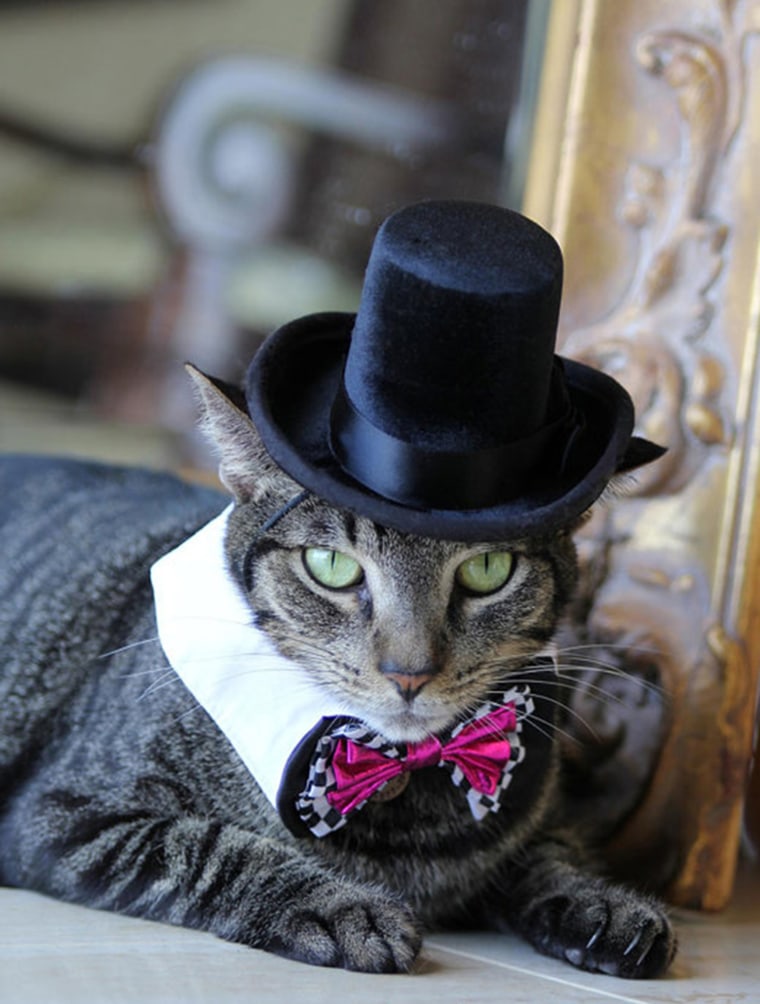 black hat and bowtie

https://www.etsy.com/listing/161094757/the-aristocrat-black-top-hat-for-cats?ref=shop_home_active_17