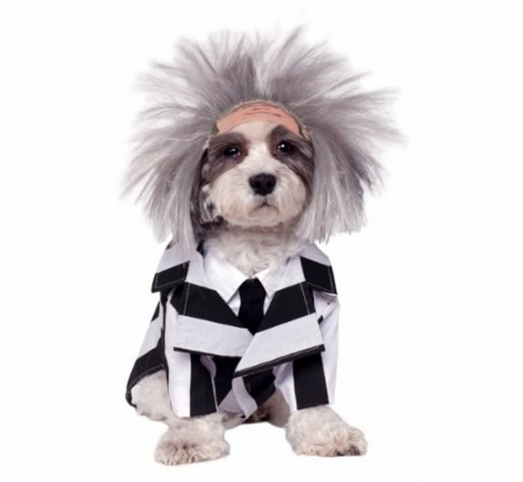 Beetlejuice

Get your own Beetlejuice costume from Rubie's for a fun matching look
Jacket with dickie and wig
Small fits a 14-inch chest, 11-Inch neck to tail
Suggested breeds: Chihuahua, Pomeranian, Australian Terrier, Yorkshire Terrier, Toy Poodle
Officially licensed Beetlejuice pet costume


http://www.amazon.com/Rubies-Costume-Company-Beetlejuice-Small/dp/B00JSMUX9E/ref=sr_1_25?s=pet-supplies&amp;ie=UTF8&amp;qid=1412790698&amp;sr=1-25&amp;keywords=pet犋ⶺ