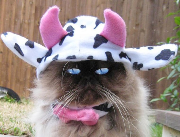 Mad Cow costume cat hat

https://www.etsy.com/listing/58406650/mad-cow-costume-cat-hat?ref=shop_home_active_14