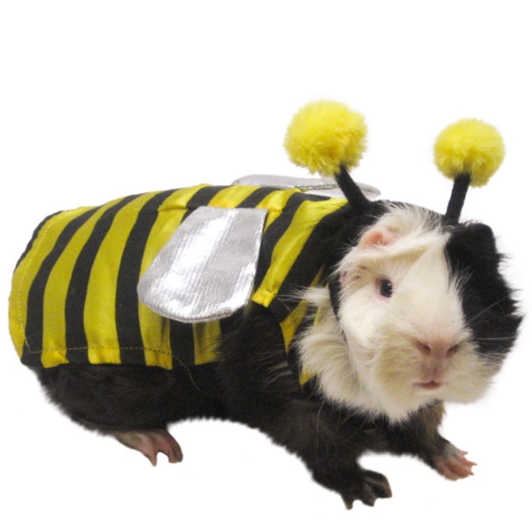 All Living ThingsÂ® Bumble Bee Small Pet Costume

Just like dogs and cats, you can dress your guinea pig up, so he can partake in the Halloween festivities. All Living Things PetHalloween make fun, festive costumes to fit most small pets. Show off your little busy bee to the trick or treaters with the All Living Things Bee Costume. Only at PetSmart.

http://www.petsmart.com/featured-shops/small-pet-halloween/all-living-things-bumble-bee-small-pet-costume-zid36-25868/cat-36-catid-800789?