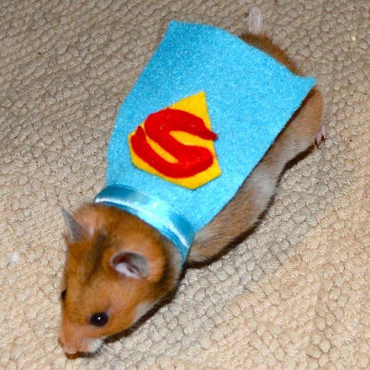 Superman hamster costume. Hamster / pet Halloween costumes by la Marmota CafÃ©.

https://www.etsy.com/listing/111520104/superman-hamster-costume-hamster-pet?