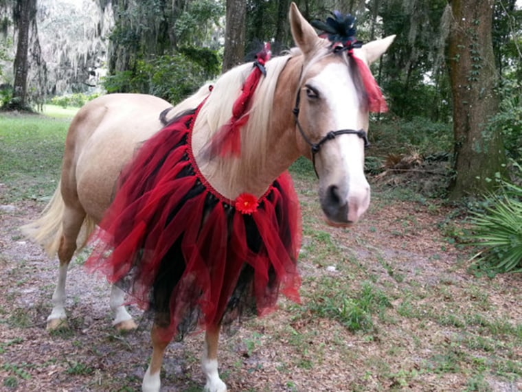 https://www.etsy.com/listing/204752254/evil-princess-ballerina-horse-costume?

Horse Tutu