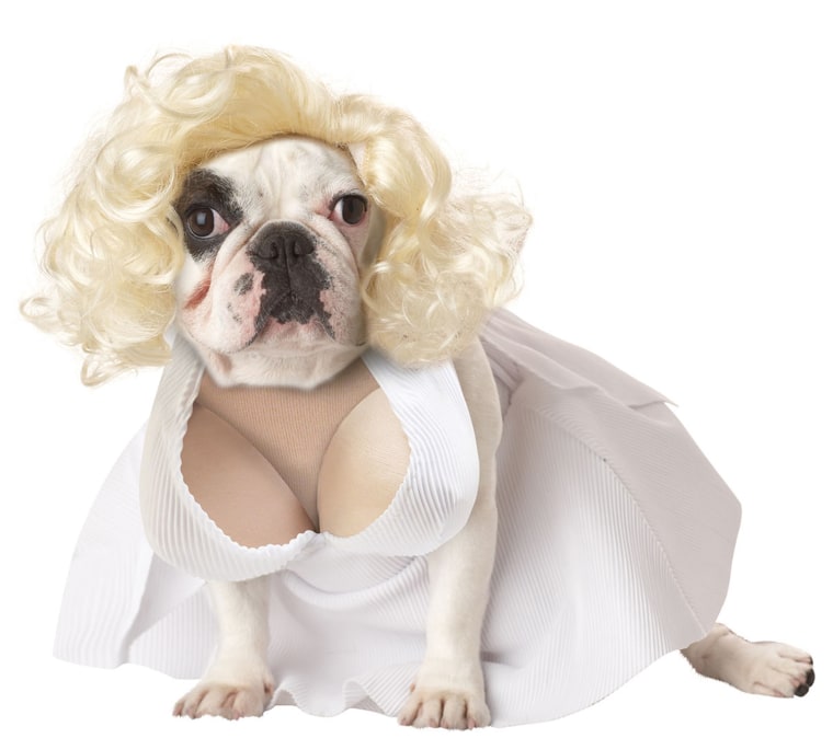 Marilyn Monroe
Your pretty pooch will be ready for their closeup in this Silver Screen Starlet Dog Costume from Baxter Boo. Costume comes with a wig and a dress held on with velcro straps.

http://www.baxterboo.com/p.cfm/silver-screen-starlet-dog-costume