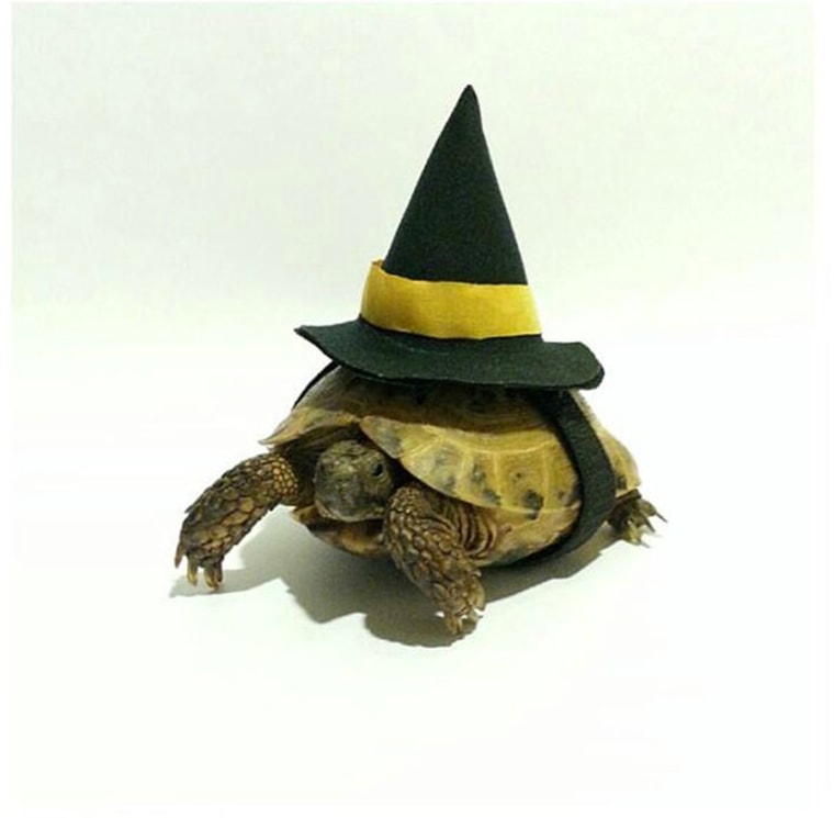 Tortoise Costume, Pet Costume, Witch Hat, Witch Costume, Turtle Costume

https://www.etsy.com/listing/166572820/tortoise-costume-pet-costume-witch-hat?