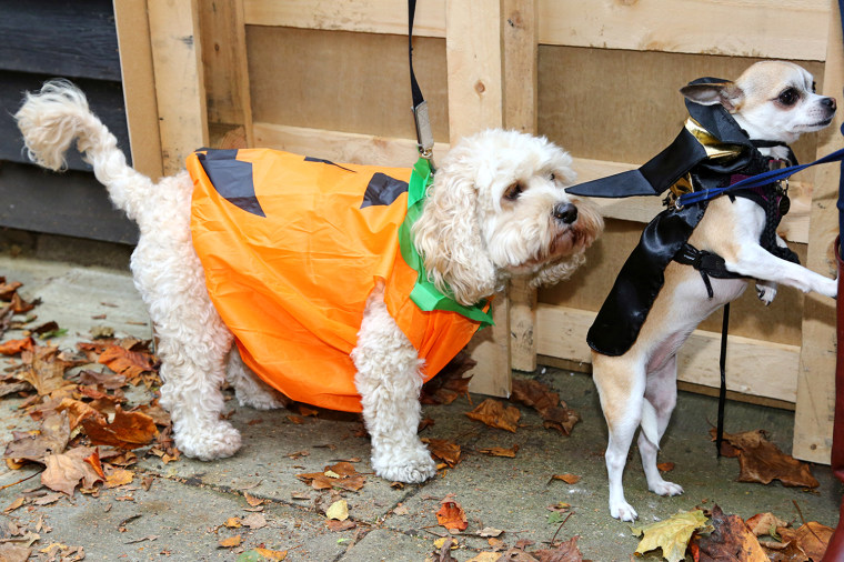 Georgie the Cockerpoo dressed as a pumpkin with Maggie the Chihuahua dressed as a witch at the All Dogs Matter Halloween Dog Walk, Hampstead Heath, London, England to raise money for the charity which helps homeless dogs
All Dogs Matter Halloween Dog Walk, Hampstead Heath, London, Britain - 26 Oct 2014

 (Rex Features via AP Images)