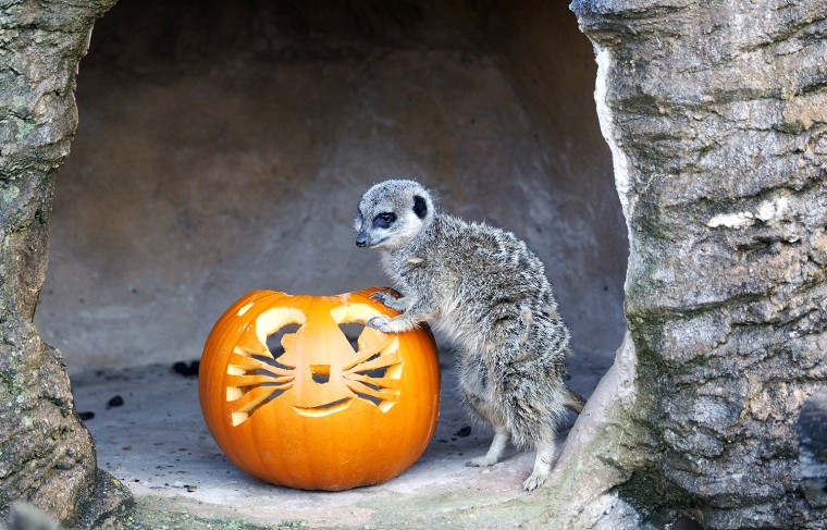 Image: Meerkats Celebrate Halloween at Whipsnade Zoo