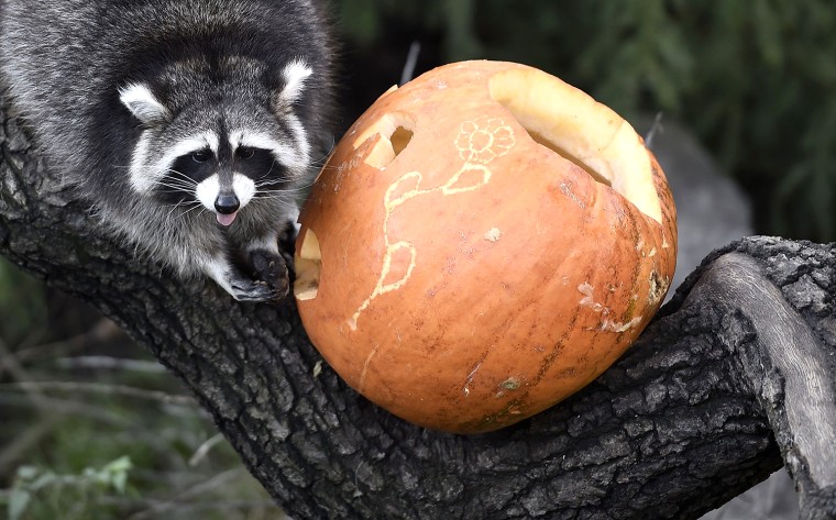 Image: Hanover Zoo Animals Get Halloween Treat