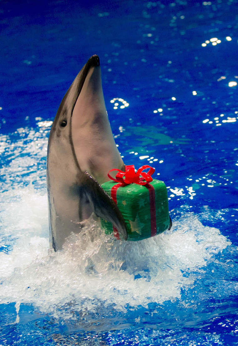 Image: A dolphin moves to return a parcel to its trainer during special Christmas show at Shinagawa Aqua Stadium in Tokyo