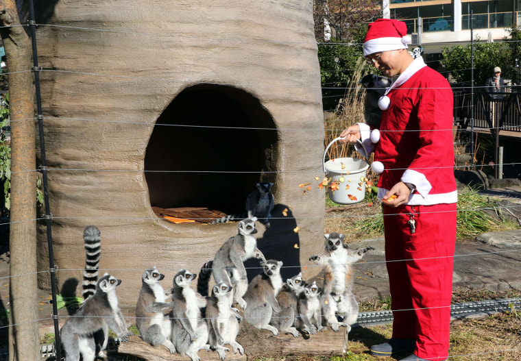 Image: JAPAN-ANIMAL-CHRISTMAS