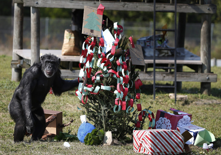 Image: Christmas with the Chimps In Florida